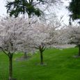Seattle0064